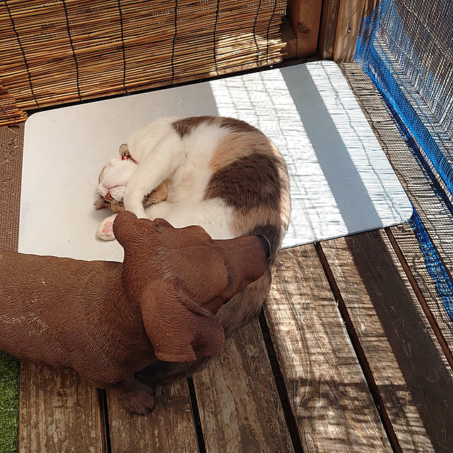 fukuさんの実例写真