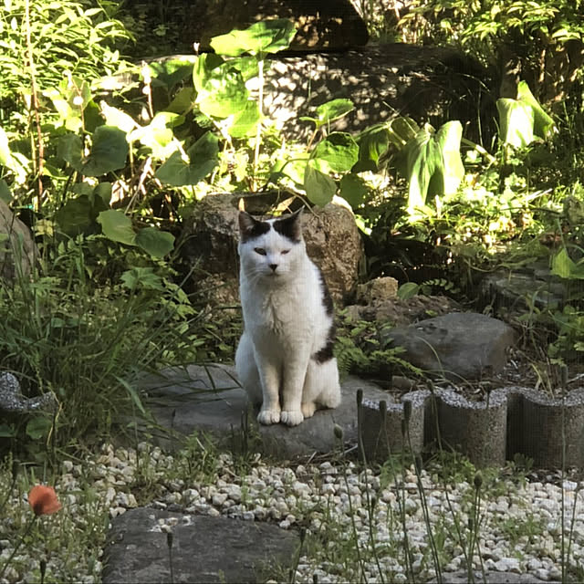 uninekoさんの実例写真