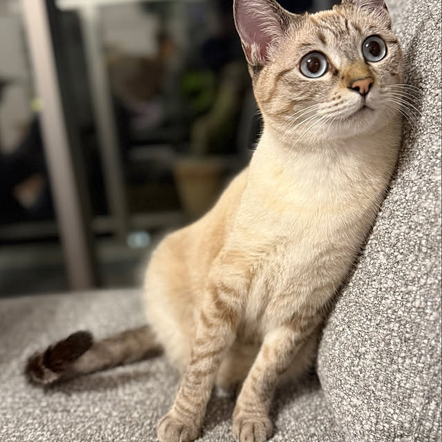amさんの実例写真
