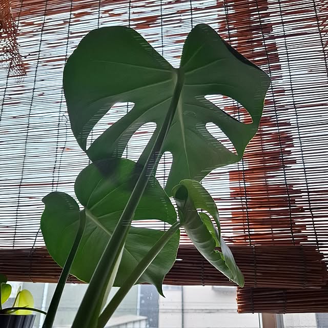 midoriさんの実例写真