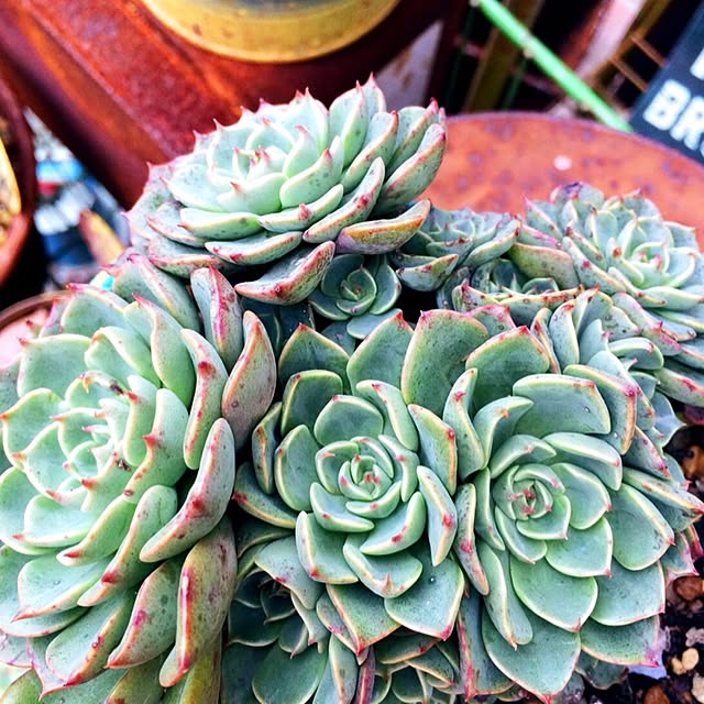 玄関/入り口/多肉植物/今日の1枚/観葉植物/NO GREEN NO LIFE...などのインテリア実例 - 2016-09-20 16:04:09