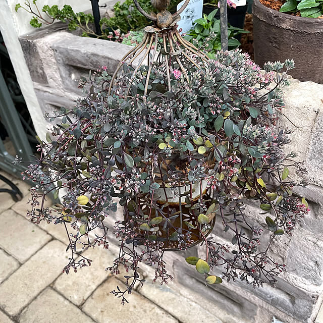 shiropenguinさんの部屋