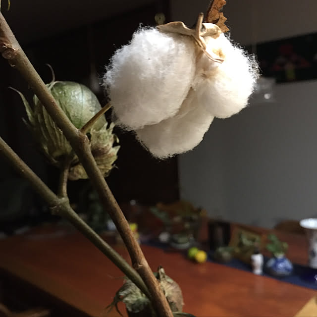 buchiさんの実例写真