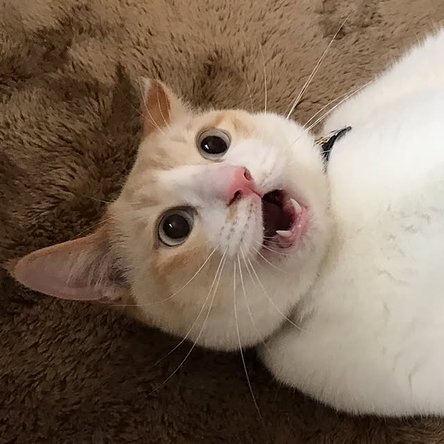 marchさんの実例写真