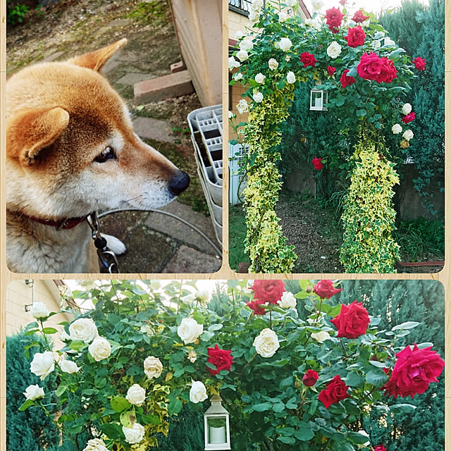 poohkoさんの実例写真
