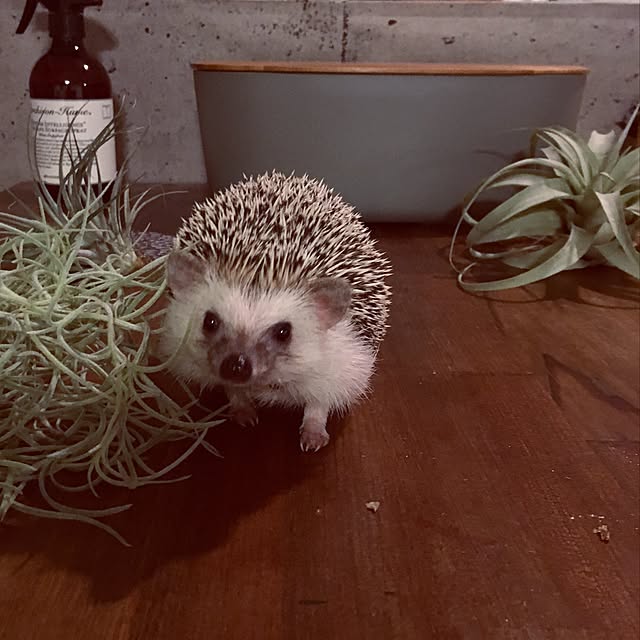 saokoさんの実例写真