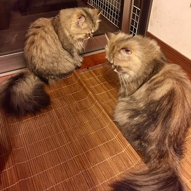 butachanさんの実例写真