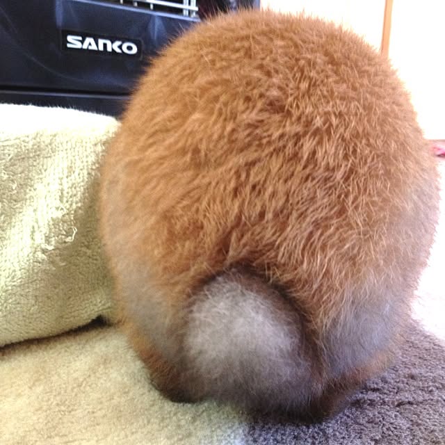 p-koさんの実例写真