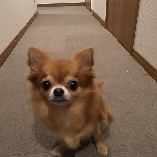 koroさんの実例写真