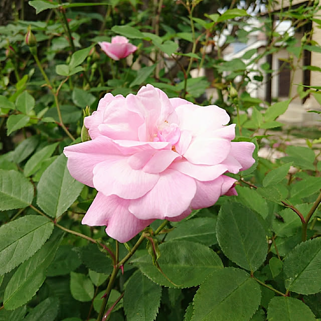 chururiさんの実例写真