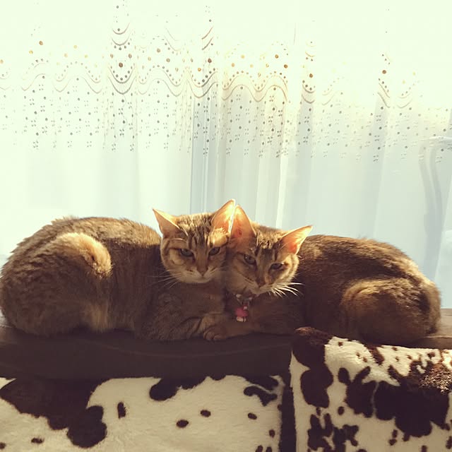 1633さんの実例写真