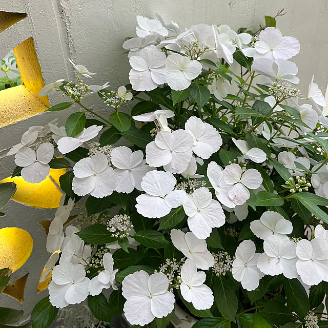 yoshibuさんの部屋