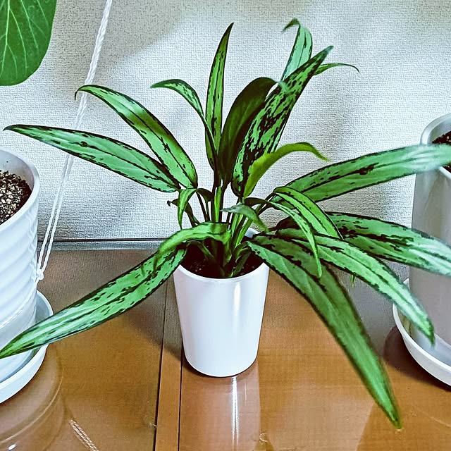 hanachanさんの実例写真