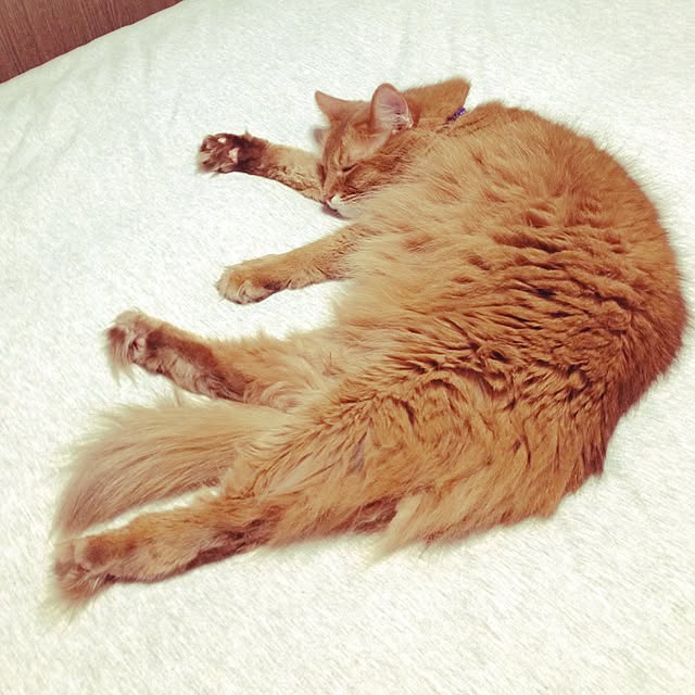 yukinoさんの実例写真