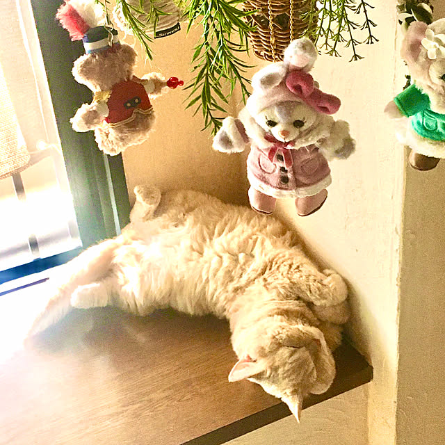 naokoさんの実例写真