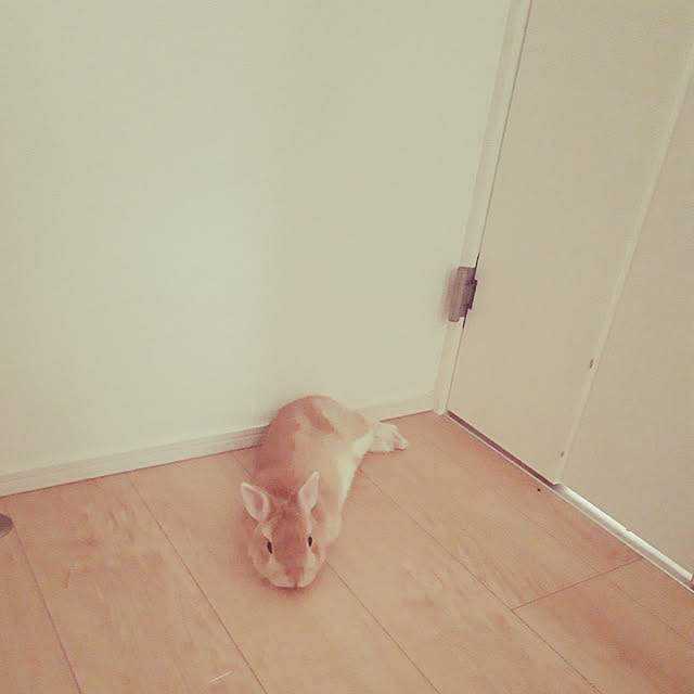 aiさんの実例写真