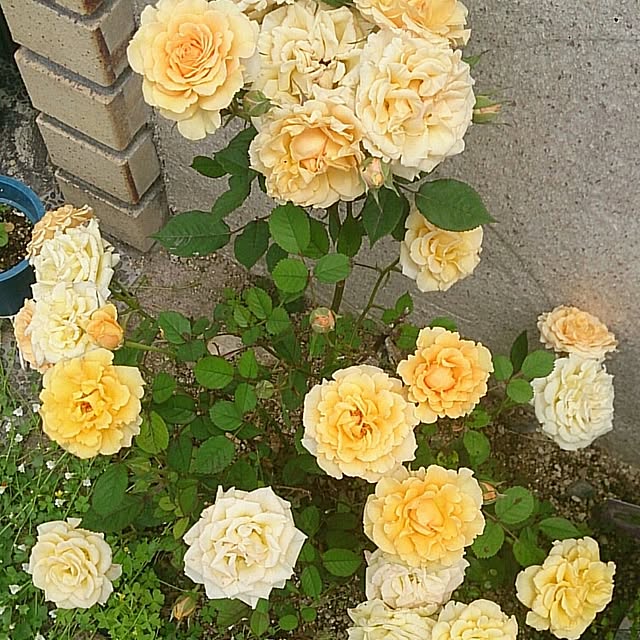 kaoringoさんの実例写真