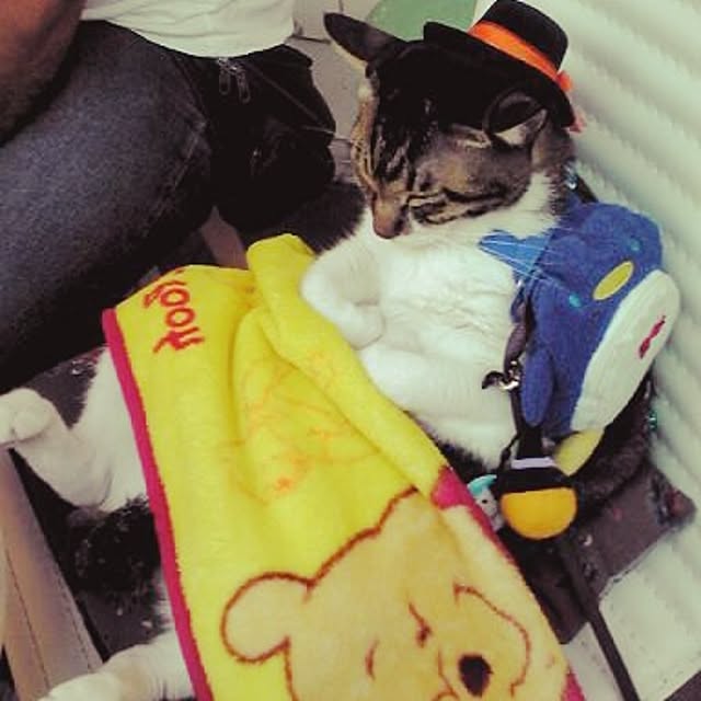 実例写真