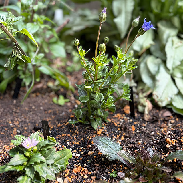 buchiさんの実例写真