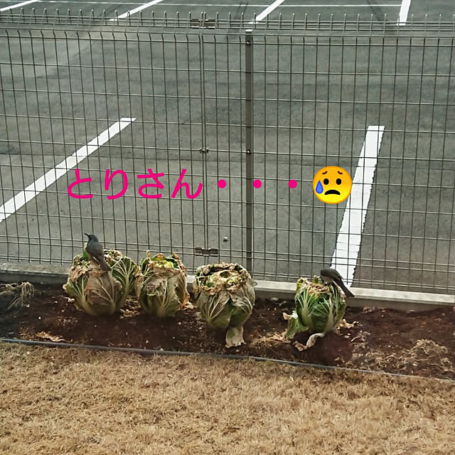 chinaminiさんの実例写真