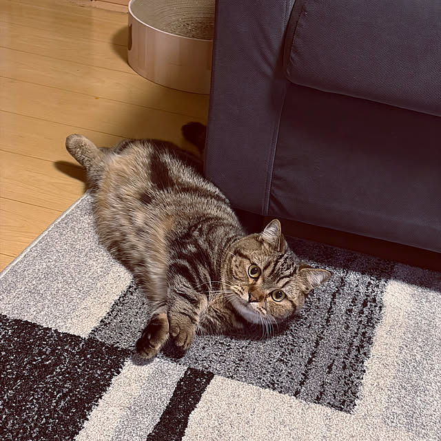 部屋全体/まる/ラグ/東京インテリア/多頭飼い...などのインテリア実例 - 2026-03-29 10:48:02