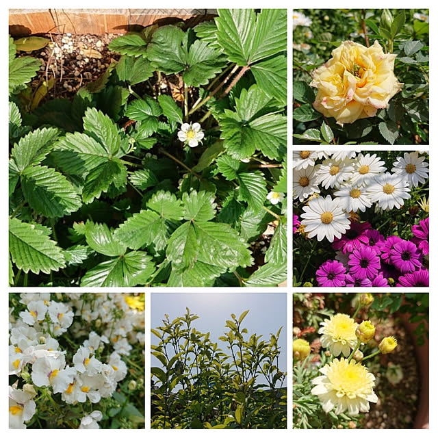 yellowflowerさんの実例写真