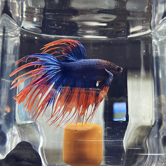 cecil..さんの実例写真