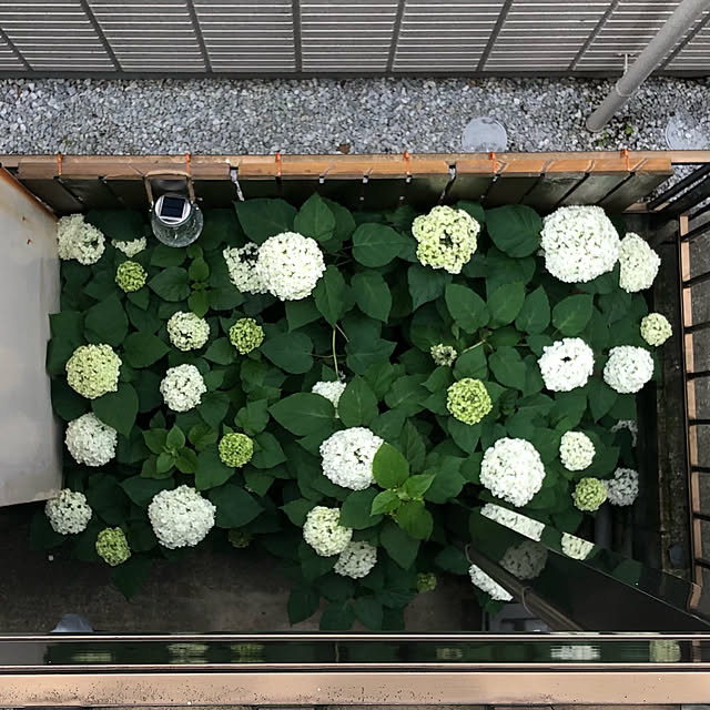 Nobbyさんの実例写真