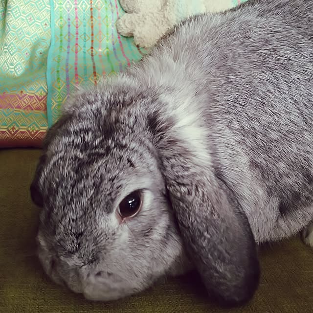 mogu0418さんの実例写真