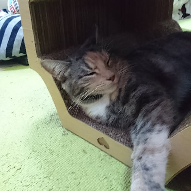 shinobuさんの実例写真