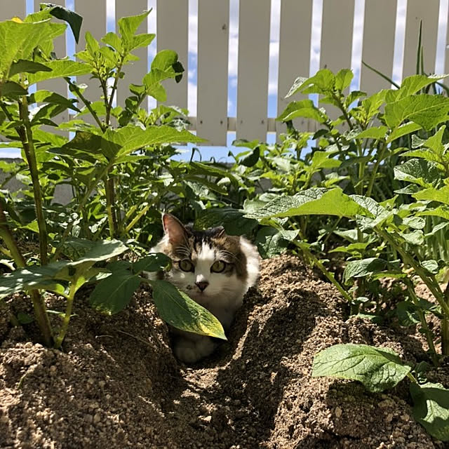 Mutsumiさんの実例写真