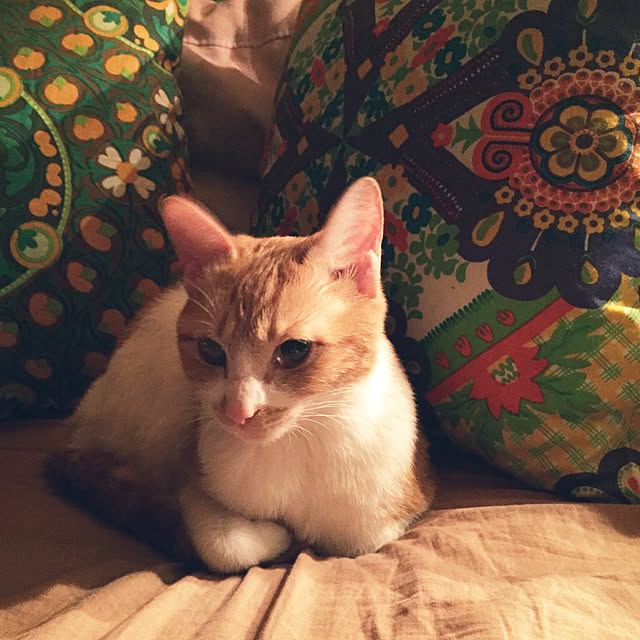 kkbmkさんの実例写真