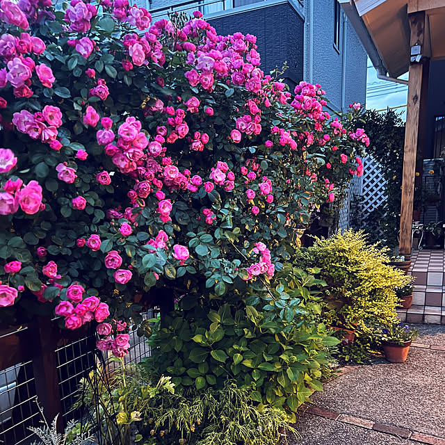 hinamamaさんの実例写真