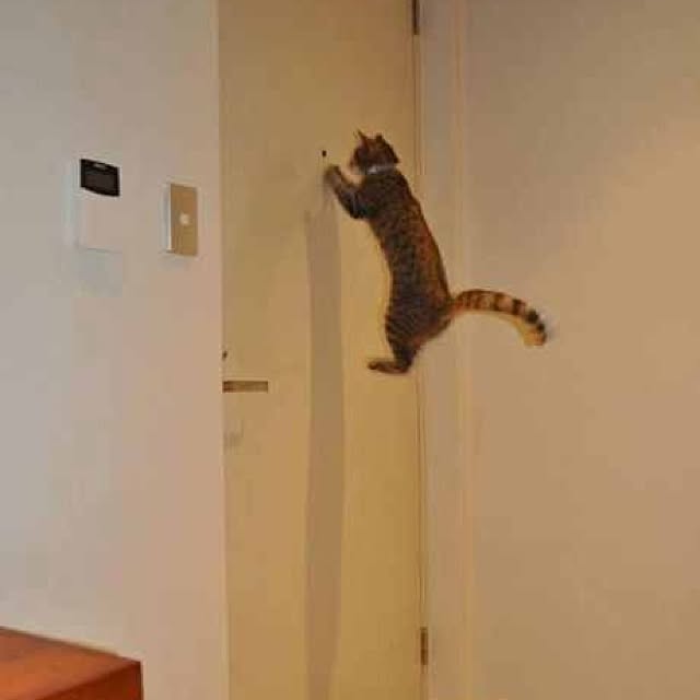 壁/天井のインテリア実例 - 2012-06-08 03:15:30