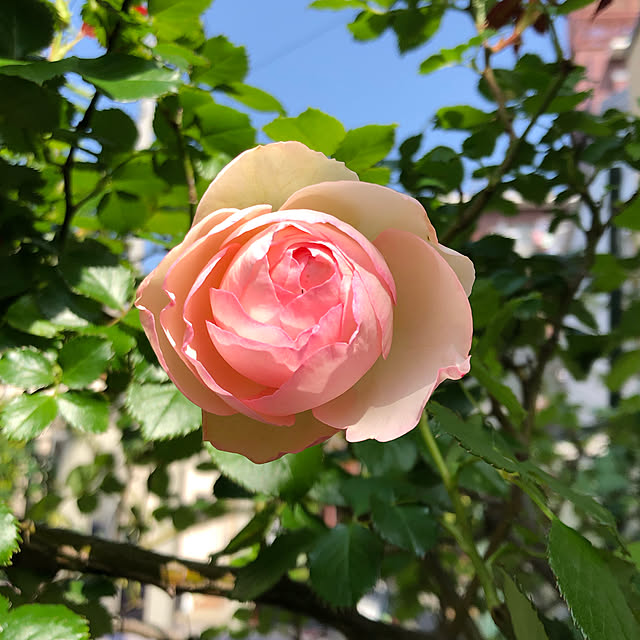 roserose555さんの実例写真