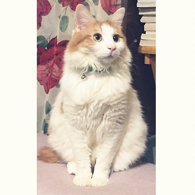 maria.rさんの実例写真