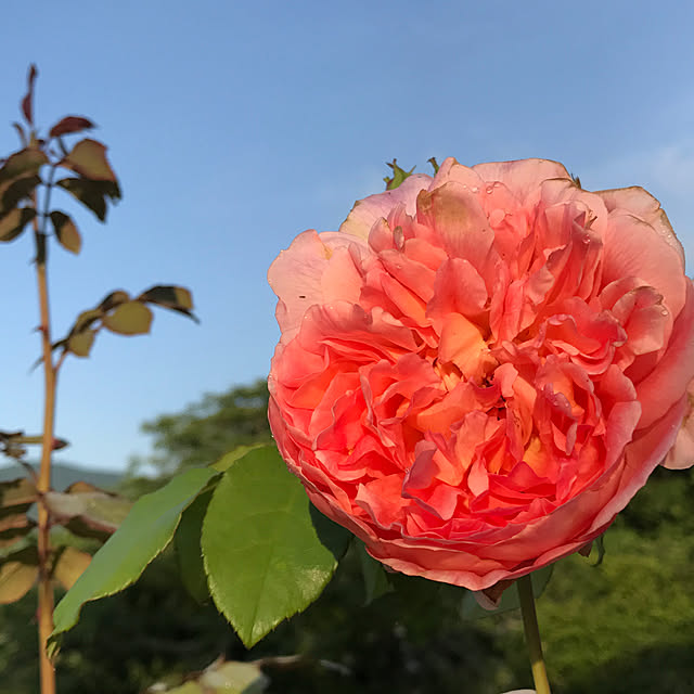 sakurasakuさんの実例写真
