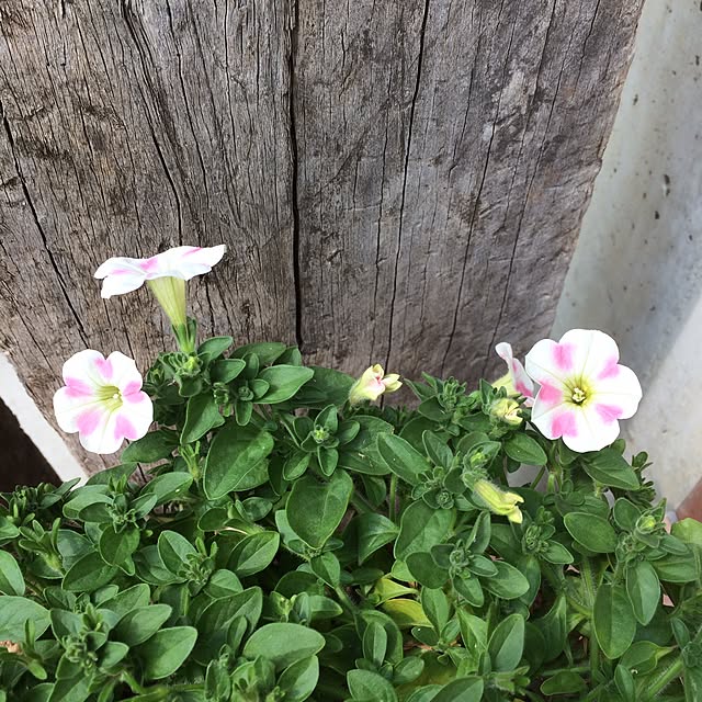 kakamiさんの実例写真