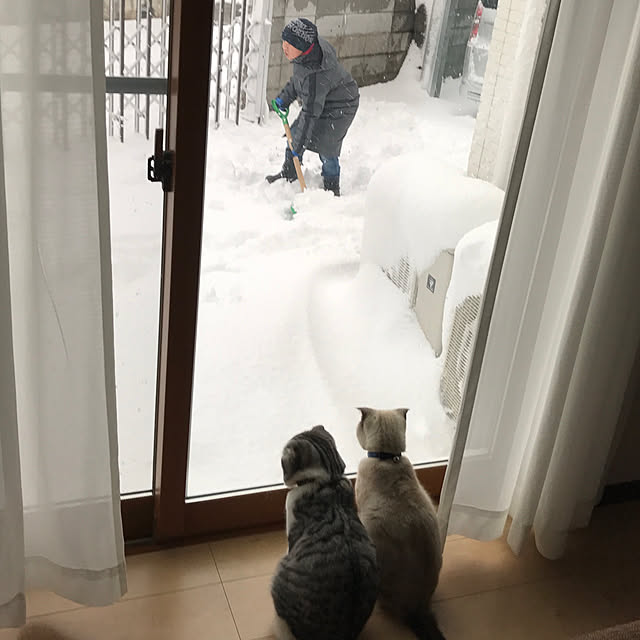 Dahliaさんの実例写真