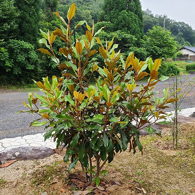 Rubiconさんの実例写真