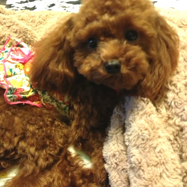 cocoさんの実例写真