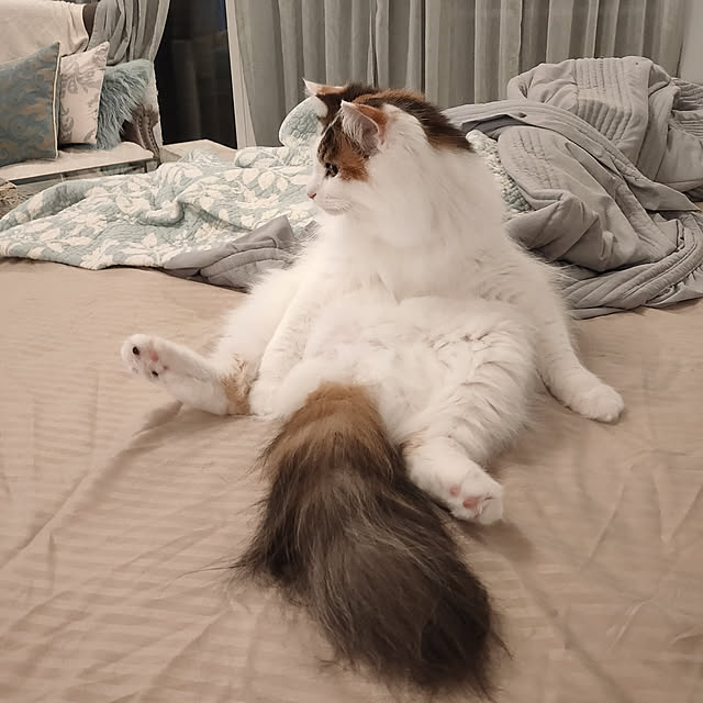 siberinnさんの実例写真