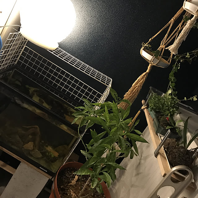 chicoKAJIさんの実例写真