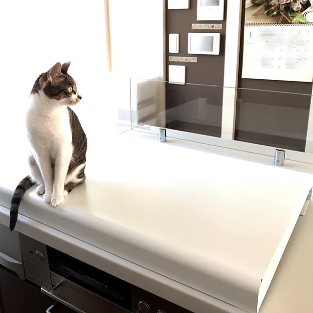 キッチン/パナソニックキッチン/猫/ビルトインコンロ/コンロカバー...などのインテリア実例 - 2019-01-26 13:04:21