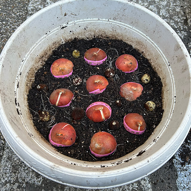 fumikoiさんの実例写真