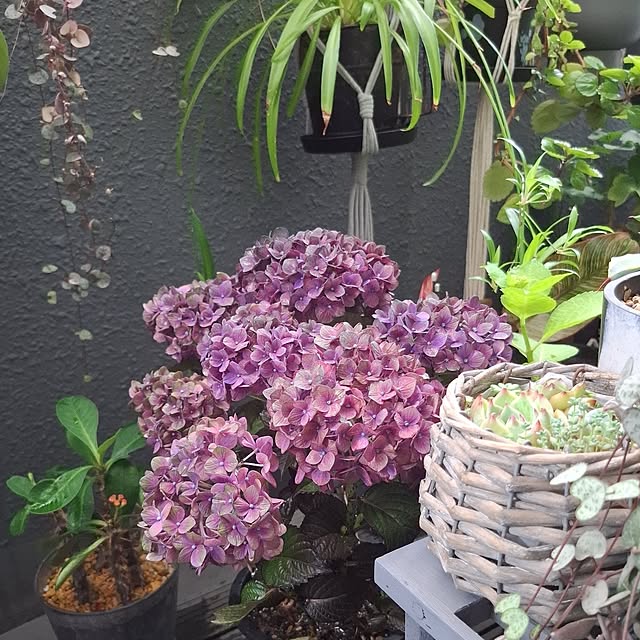 noaさんの部屋