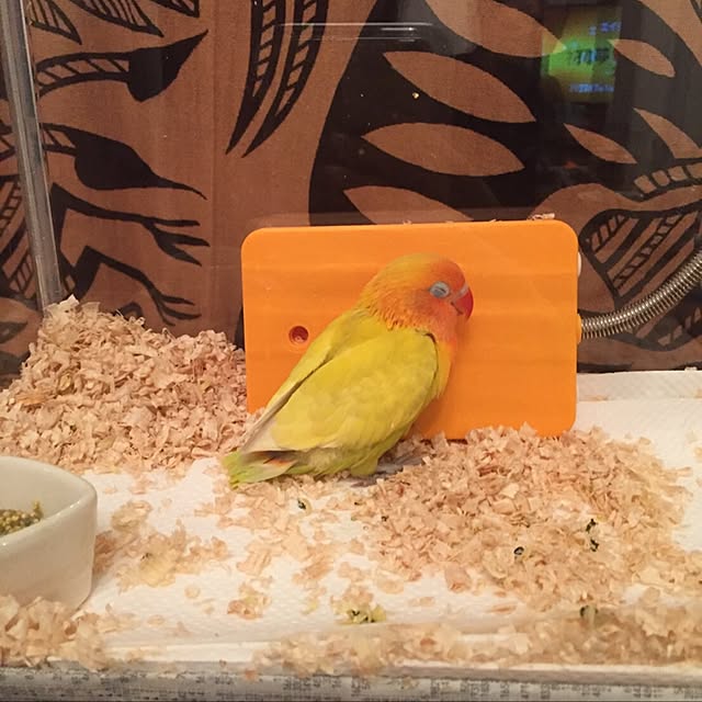 pii-uiさんの実例写真