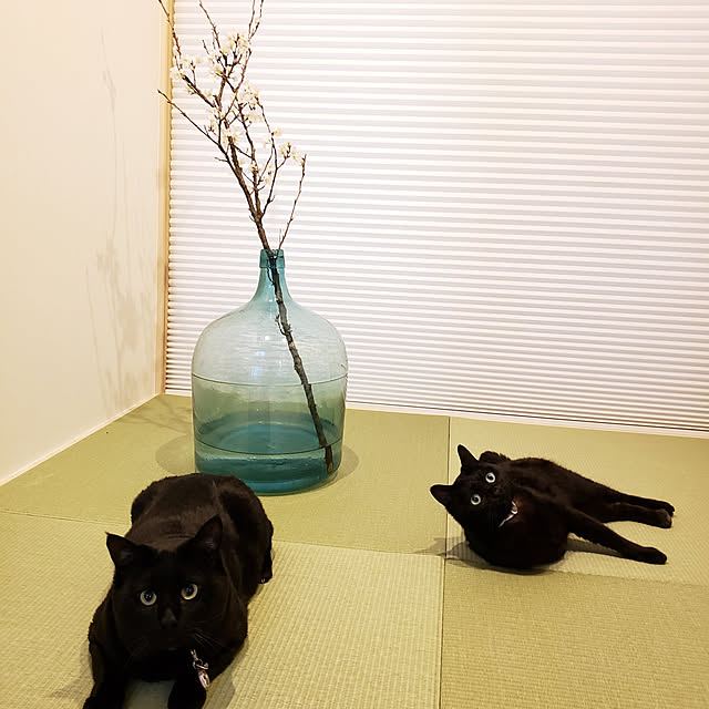 Masakoさんの実例写真