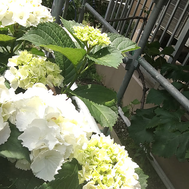 Sakura_hanaさんの実例写真