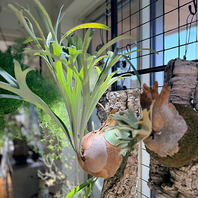 nuruiさんの部屋